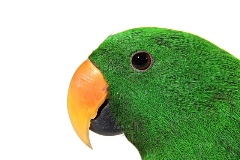 Eclectus Parrot (Eclectus roratus)