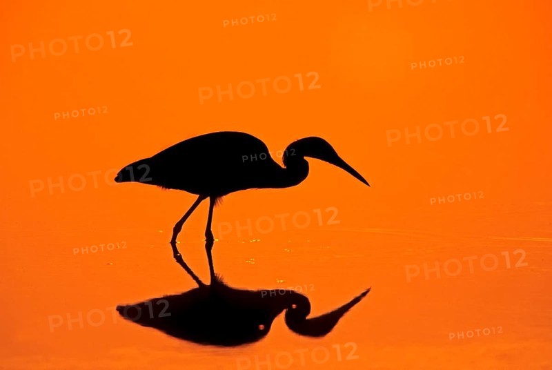 Little Blue Heron (Egretta caerulea) at sunset