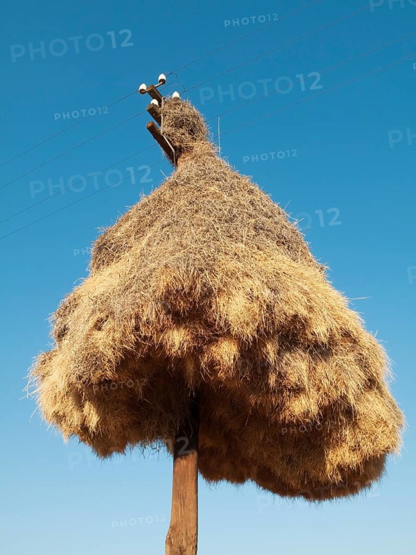 Huge communal nest of Sociable Weavers (Philetairus socius) on a telephone pole