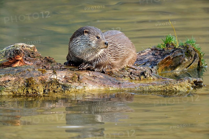 European Otter (Lutra lutra)