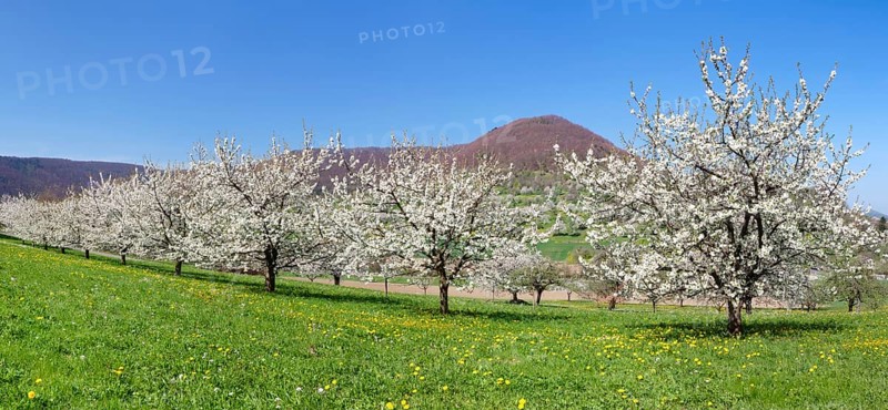 Fruit tree blossom in Neidlingen Valley