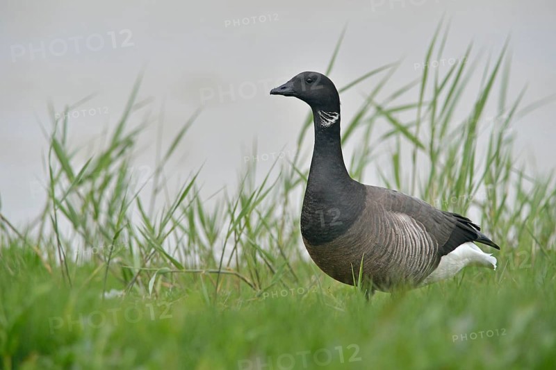 Brant Goose (Branta bernicla)