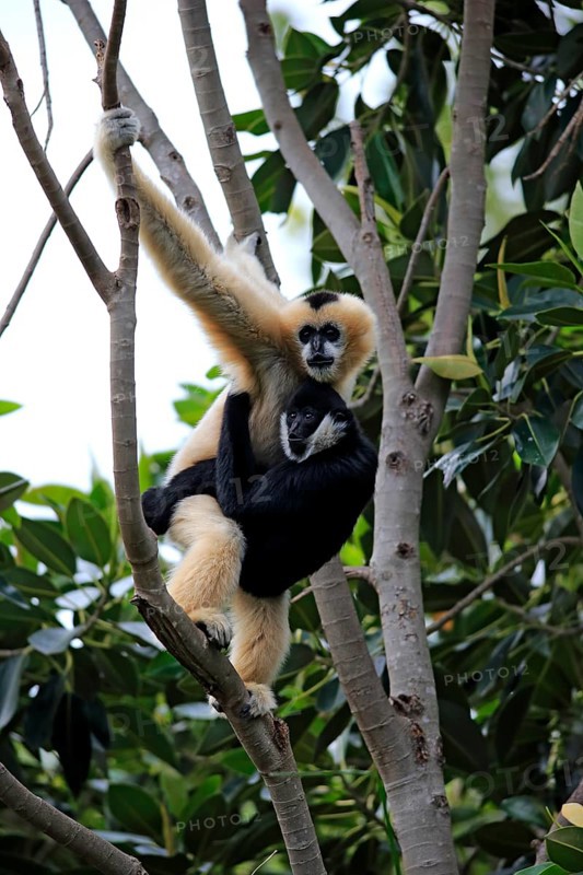 Northern White-cheeked Gibbons (Nomascus leucogenys)