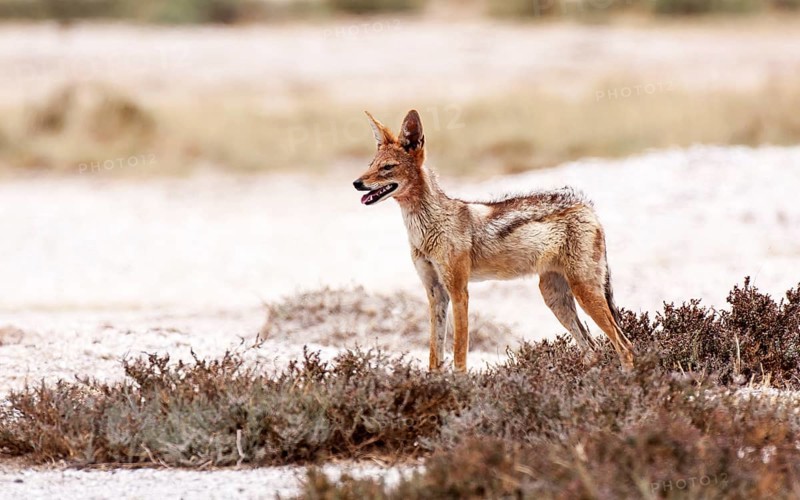 Black-backed Jackal (Canis mesomelas)