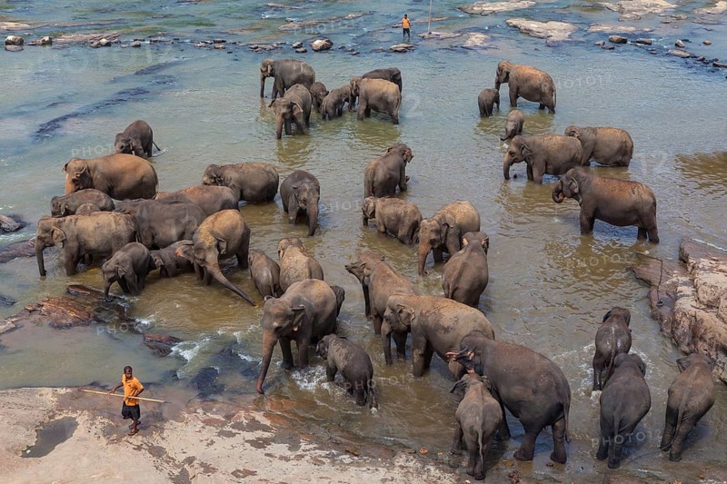 Herd of Asian elephants (Elephas maximus) from the Pinnawala Elephant Orphanage bathing in the Maha Oya river