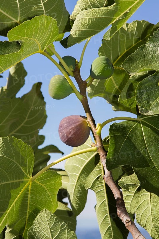 Common figs (Ficus carica) on the branch