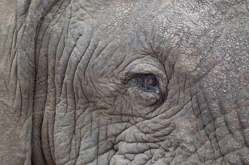 African Elephant (Loxodonta africana)