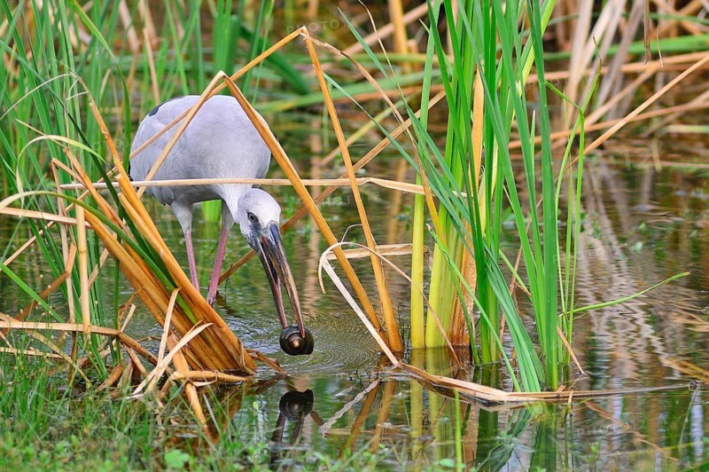 Asian Openbill Stork (Anastomus oscitans) with a snail in its beak