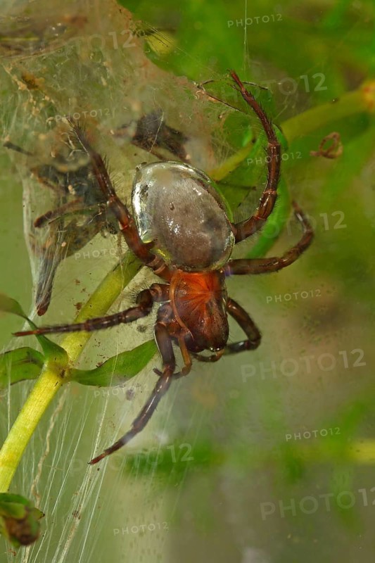 Water Spider or Diving Bell Spider (Argyroneta aquatica)