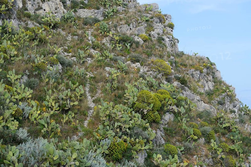 Prickly Pear Cactus (Opuntia ficus-indica) and Tree Spurge (Euphorbia dendroides)