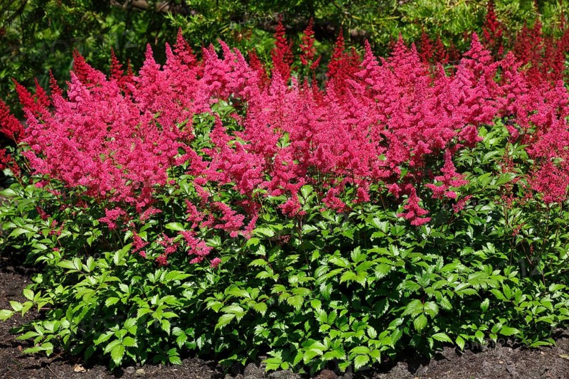 Garden Astilbe (Astilbe arendsii)