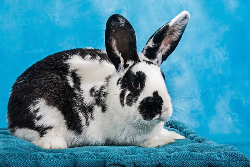 Black and white pinto rabbit