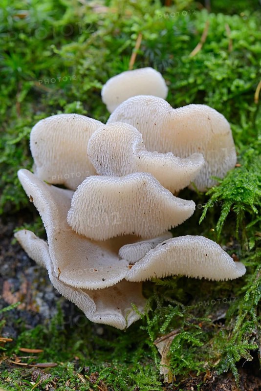 Jelly Tooth or Toothed Jelly fungus (Pseudohydnum gelatinosum)