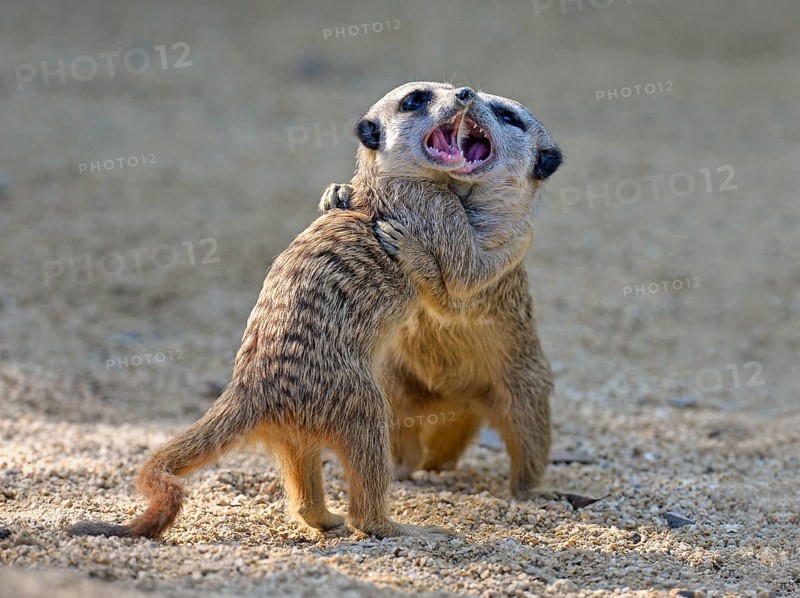 Meerkats (Suricata suricatta)
