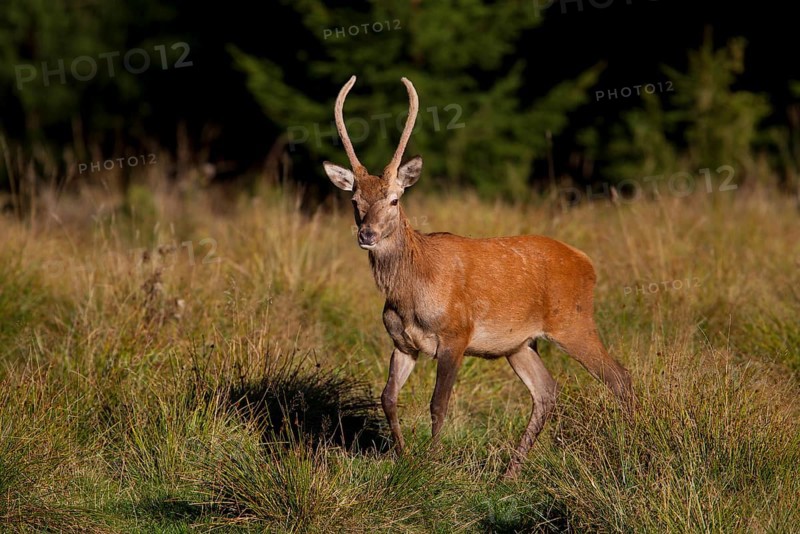 Red Deer (Cervus elaphus)