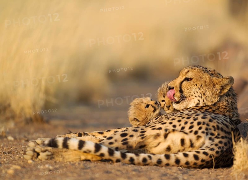 Cheetah (Acinonyx jubatus)