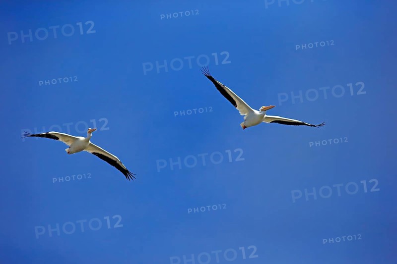 American White Pelican (Pelecanus erythrorhynchos)
