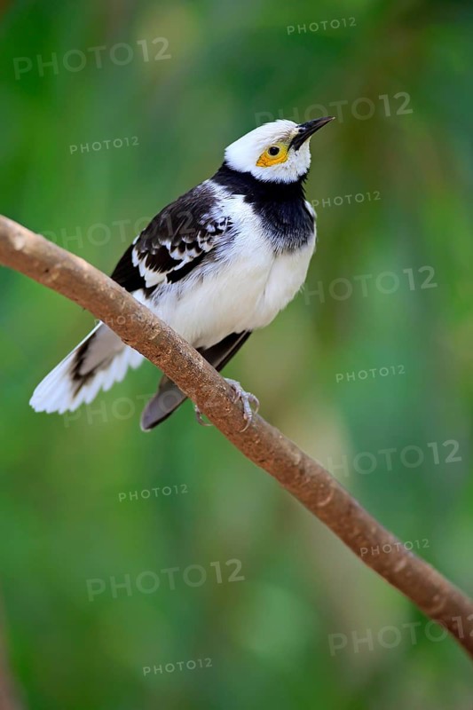 Black-necked Starling (Sturnus nigricollis)