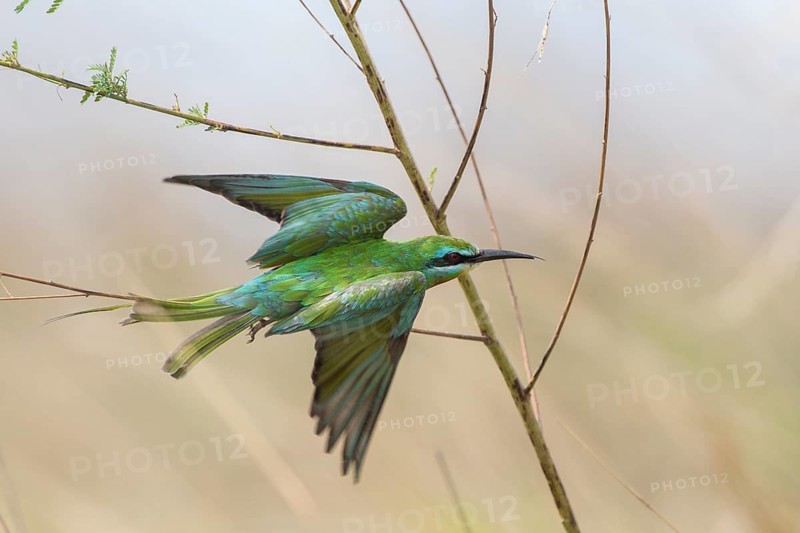 Blue-cheeked Bee-eater (Merops persicus)