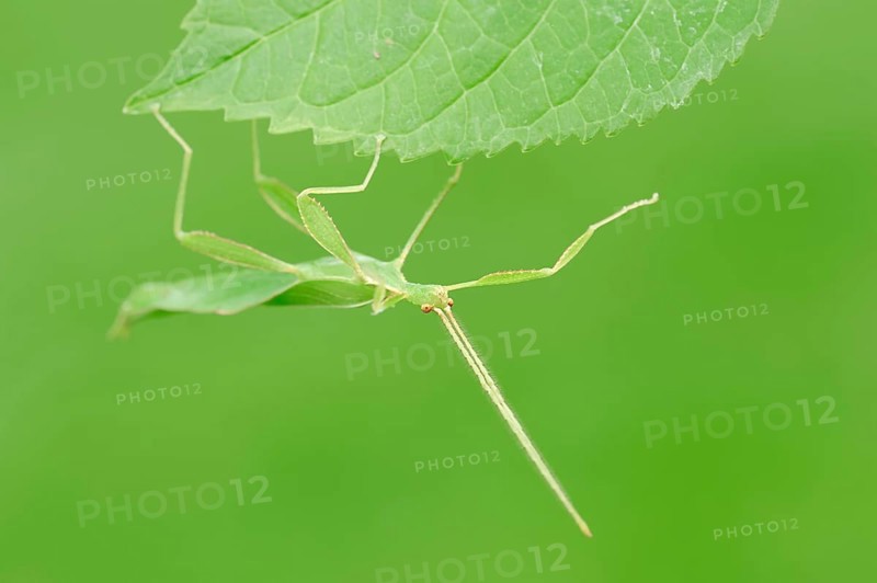 Leaf Insect (Phyllium philippinicum