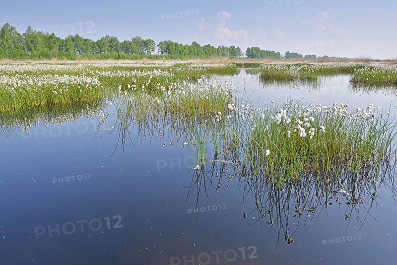 Tall Cottongrass or Common Cottongrass (Eriophorum angustifolium)