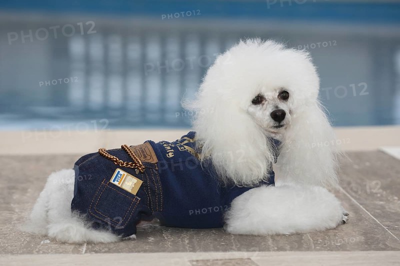 White poodle with denim suit and Visa credit card at a swimming pool