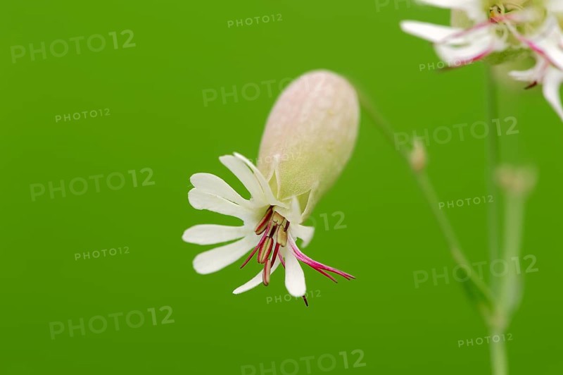Bladder Campion (Silene vulgaris)