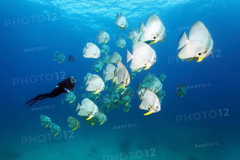 A Diver amongst a shoal of Teira Batfish (Platax teira)