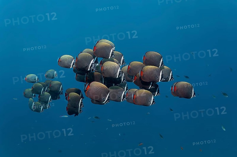 Redtail Butterflyfish (Chaetodon collare)