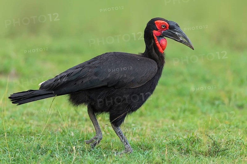 Southern ground hornbill (Bucorvus leadbeateri) walking in grass