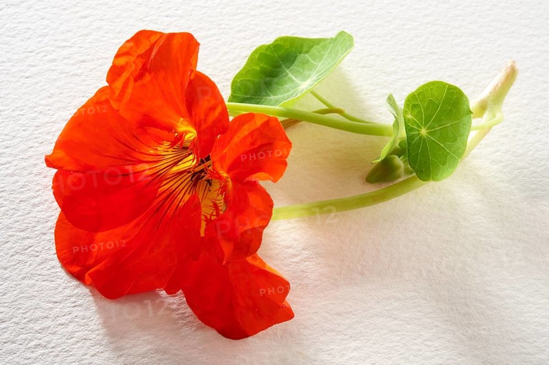 Fresh Nasturtium (Tropaeolum)