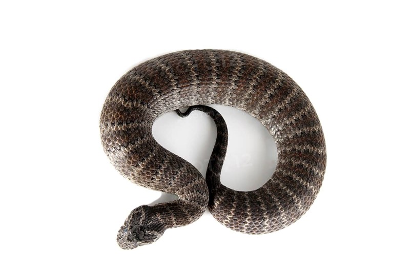 Common Death Adder (Acanthophis antarcticus)