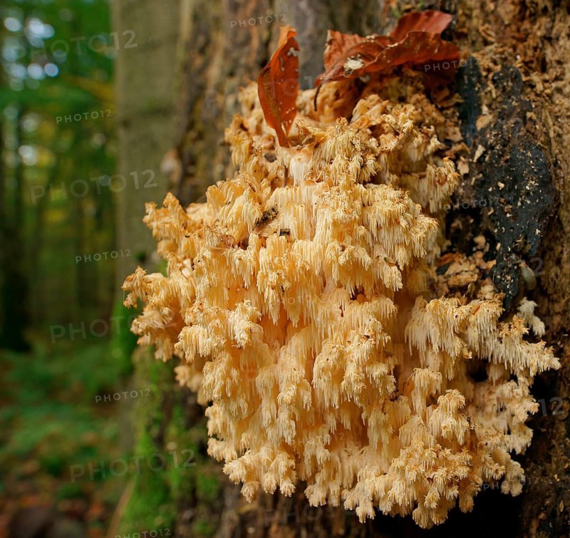 Coral Tooth (Hericium coralloides)
