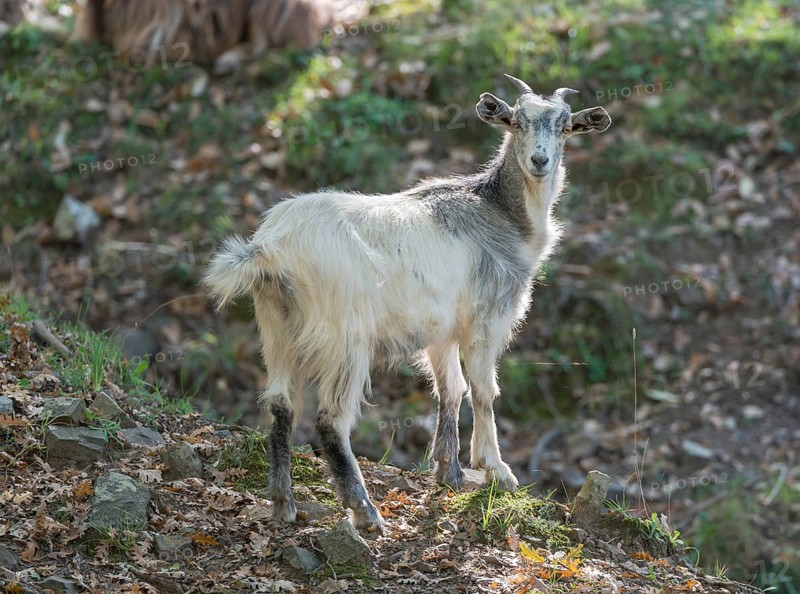 Feral white goat