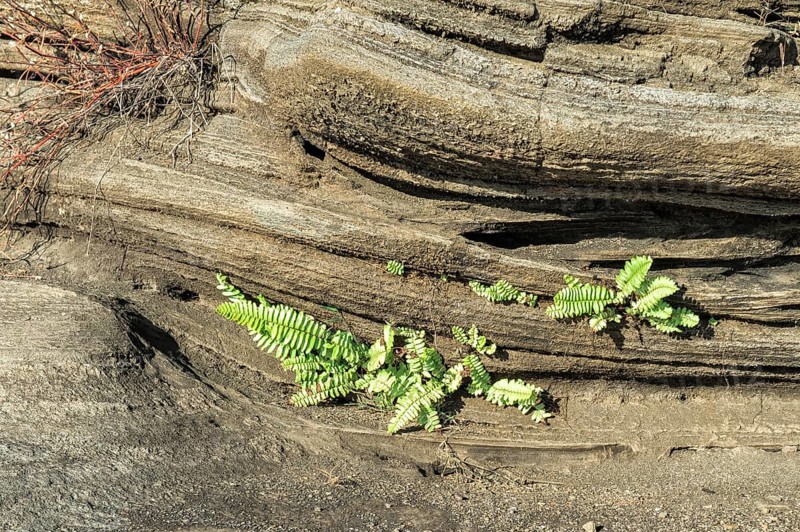 Vegetation growing on lava field
