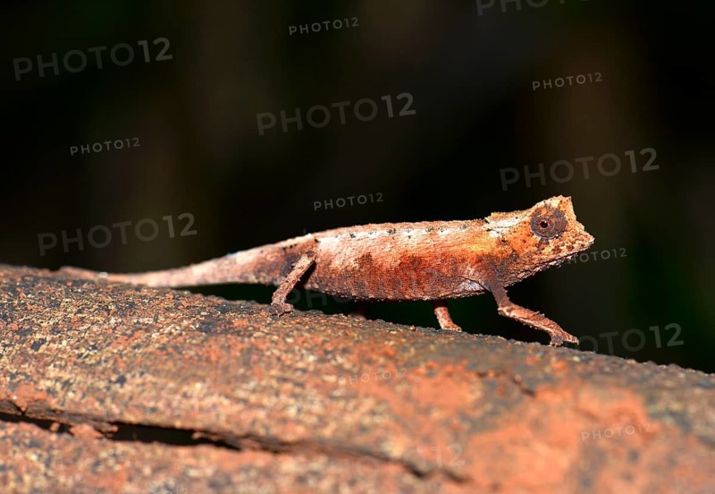Northern leaf chameleon (Brookesia ebenaui)