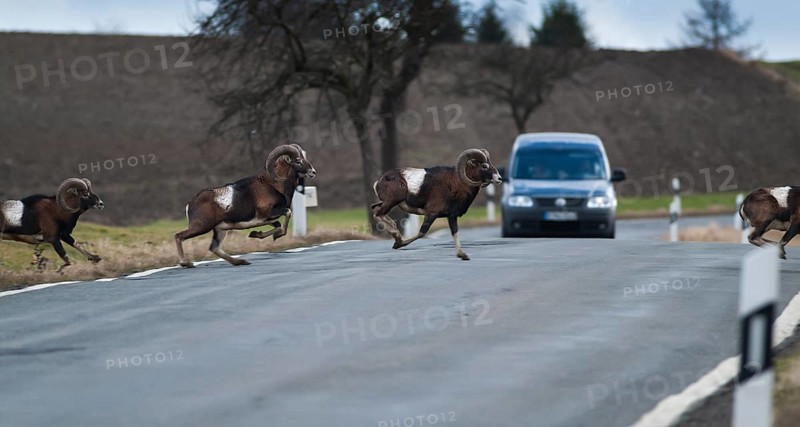 Wild mouflon (Ovis orientalis orientalis group) running over a road