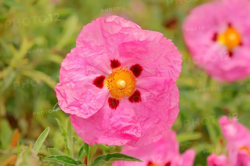 Orchid Rockrose (Cistus x purpureus)