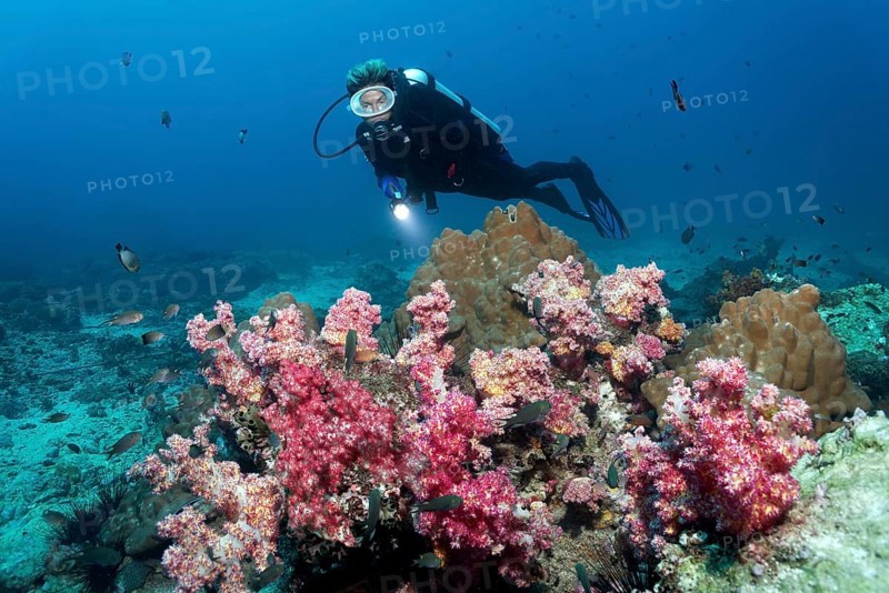 Various soft corals and hard corals