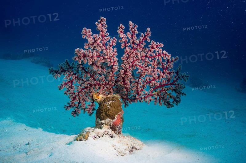 Cherry Blossom Coral or Godeffroy's Soft Coral (Siphonogorgia godeffroyi)