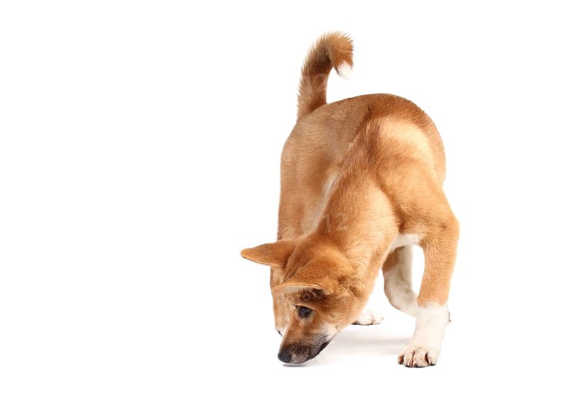 Dingo (Canis lupus dingo)