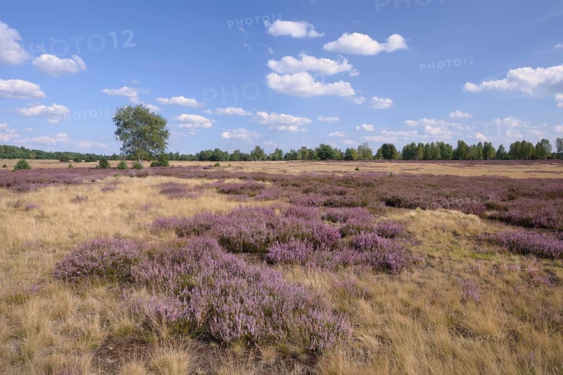 Open heath with grey hair-grass (Corynephorus canescens) and blooming heather (Calluna vulgaris)
