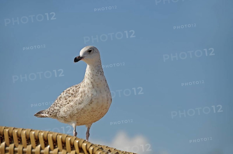 Young herring gull (Larus argentatus) on a wicker beach chair