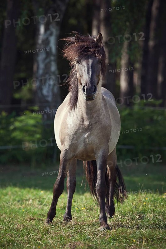 Stallion