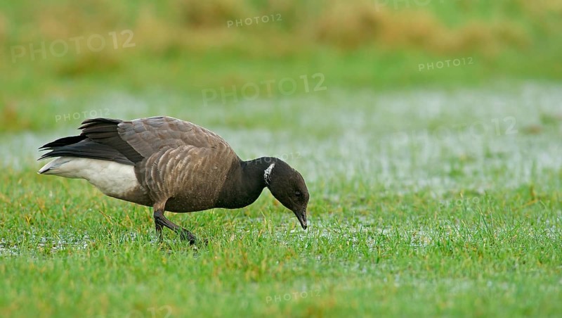 Brant or Brent Goose (Branta bernicla)
