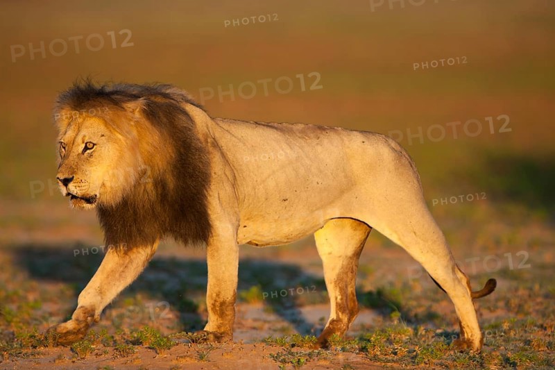 Lion (Panthera leo)