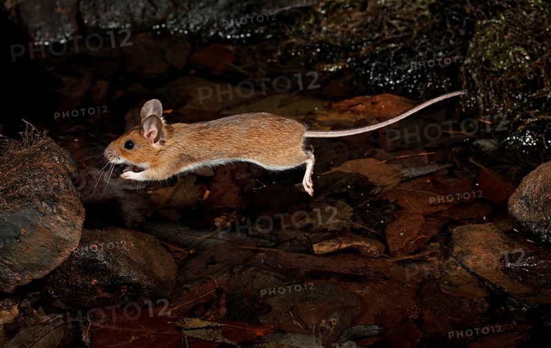 Yellow-necked Mouse (Apodemus flavicollis)