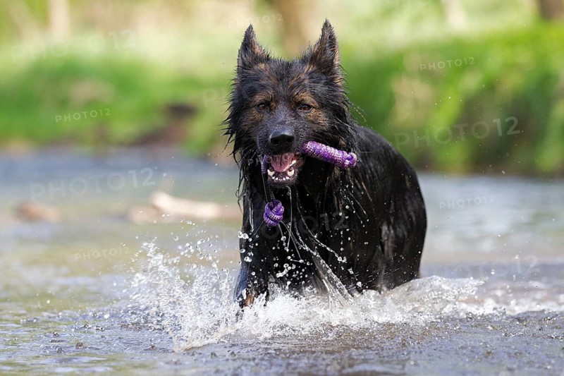 Longhaired Old German Shepherd Dog playing in river