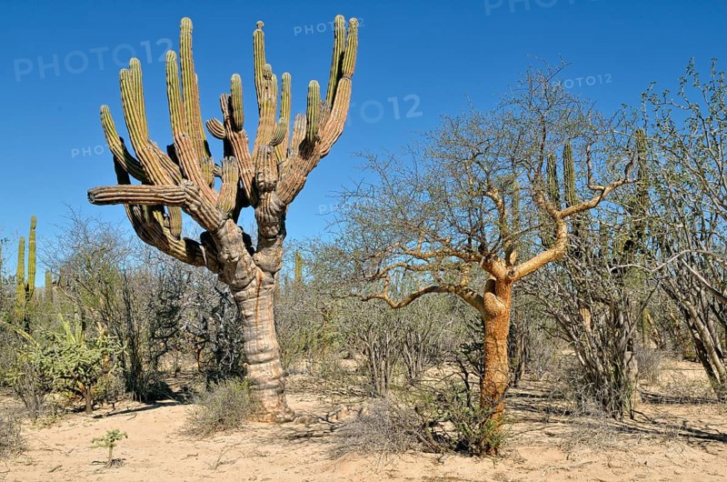 Cardon Cactus (Pachycereus pringlei) and Elephant Tree (Bursera microphylla)