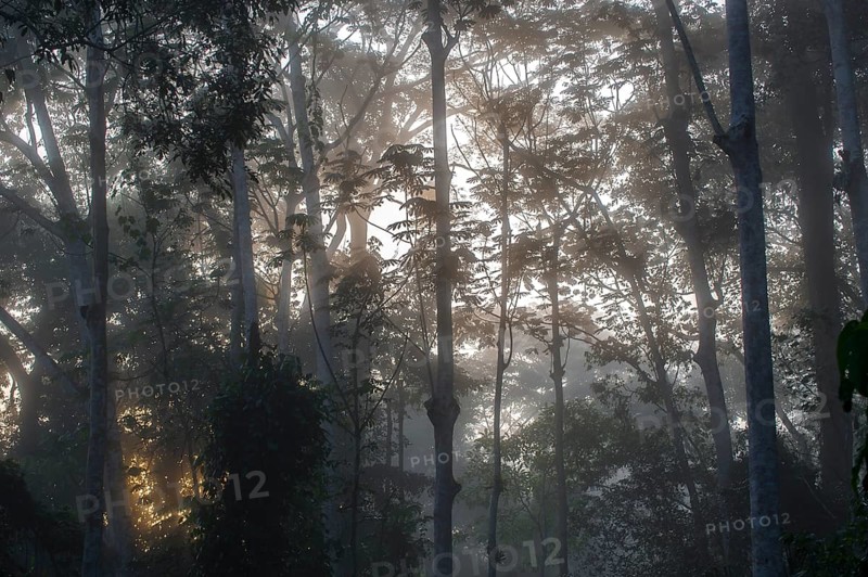 Treetops in the rainforest